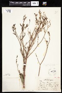 Lactuca canadensis image