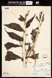 Lactuca canadensis image