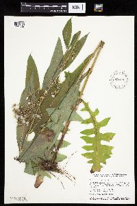 Lactuca canadensis image