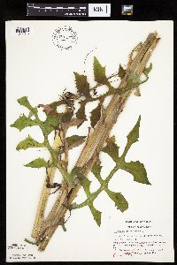 Lactuca canadensis image