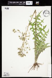 Lactuca canadensis image