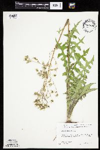 Lactuca canadensis image