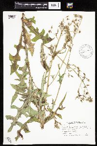 Lactuca canadensis image