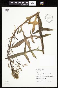 Lactuca canadensis image