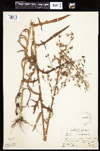 Lactuca canadensis image