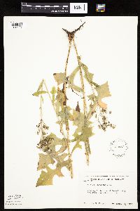 Lactuca canadensis image