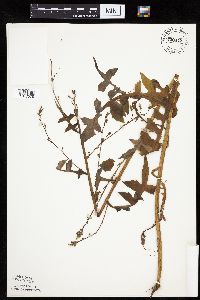 Lactuca canadensis image