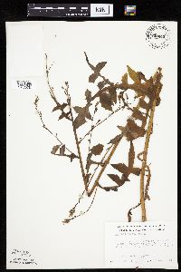 Lactuca canadensis image