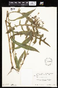 Lactuca canadensis image