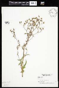 Lactuca canadensis image