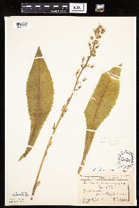 Lactuca canadensis image