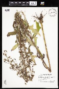 Lactuca canadensis image