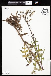 Lactuca canadensis image