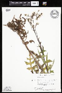 Lactuca canadensis image