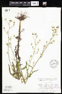 Lactuca canadensis image