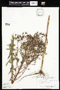 Lactuca canadensis image
