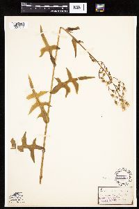 Lactuca canadensis image