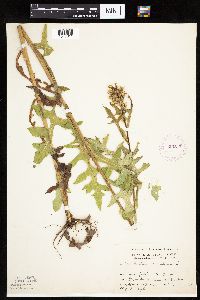 Lactuca canadensis image