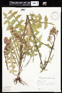 Lactuca canadensis image