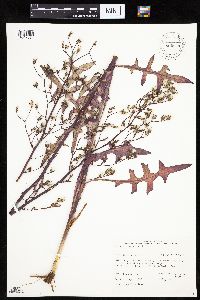 Lactuca canadensis image