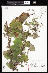 Lactuca floridana image