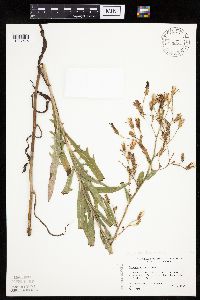 Lactuca floridana image