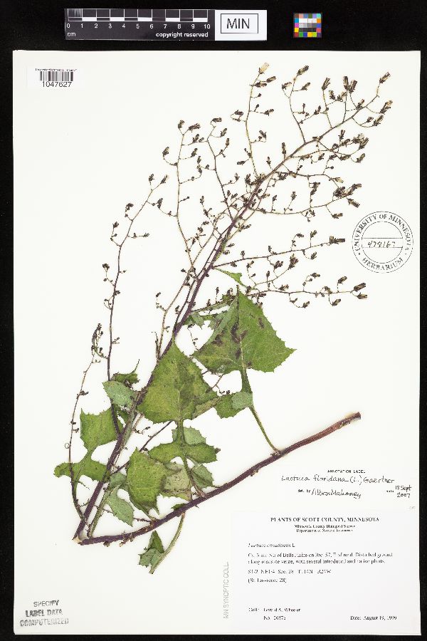 Lactuca floridana image