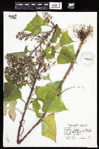 Lactuca floridana image