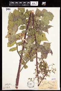 Lactuca floridana image