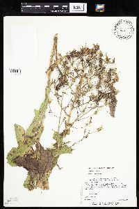 Lactuca ludoviciana image