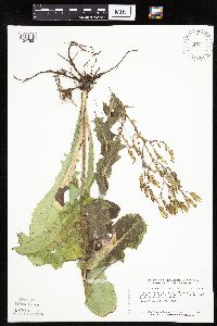 Lactuca ludoviciana image