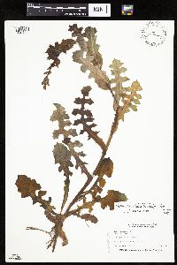 Lactuca ludoviciana image