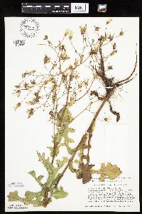 Lactuca ludoviciana image