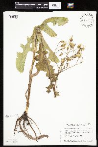 Lactuca ludoviciana image