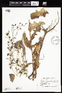 Lactuca ludoviciana image