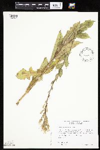 Lactuca ludoviciana image