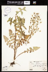 Lactuca ludoviciana image