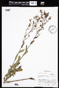 Lactuca ludoviciana image