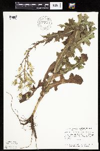Lactuca ludoviciana image
