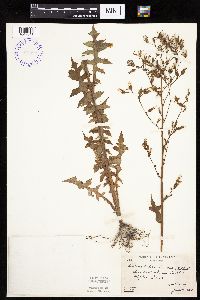 Lactuca ludoviciana image
