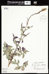 Lactuca ludoviciana image