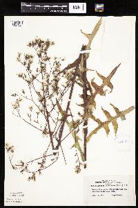 Lactuca ludoviciana image
