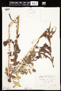 Lactuca ludoviciana image