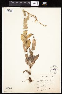 Lactuca ludoviciana image