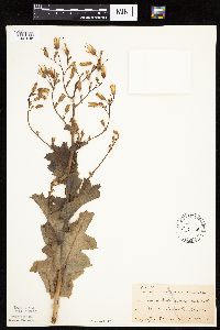 Lactuca ludoviciana image
