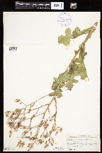 Lactuca ludoviciana image
