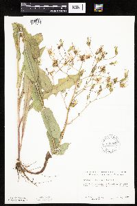 Lactuca ludoviciana image