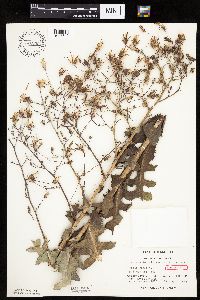 Lactuca ludoviciana image