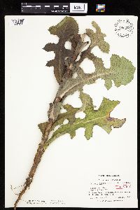 Lactuca ludoviciana image