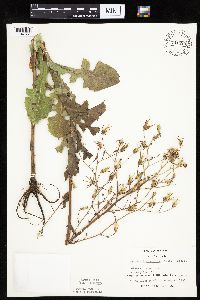 Lactuca ludoviciana image